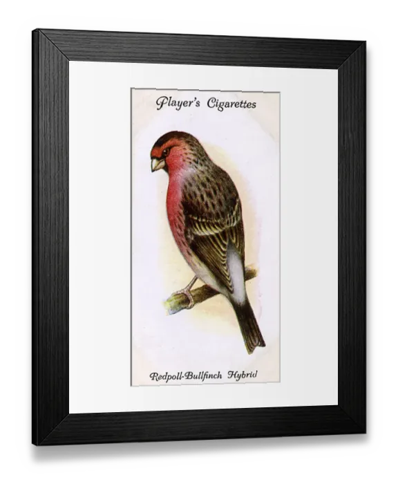 Framed Print : Redpoll-Bullfinch Hybrid Framed Print : Redpoll-Bullfinch Hybrid