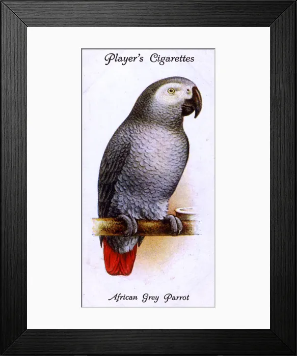 Framed Print : African Grey Parrot
