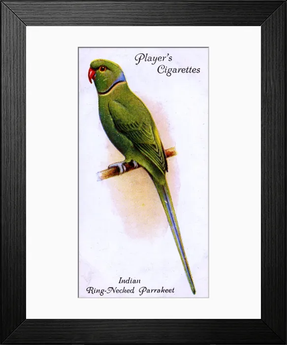 Framed Print : Indian Ring-Necked Parrakeet Framed Print : Indian Ring-Necked Parrakeet