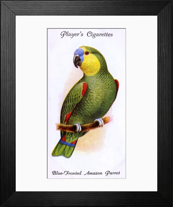 Framed Print : Blue-Fronted Amazon Parrot Framed Print : Blue-Fronted Amazon Parrot