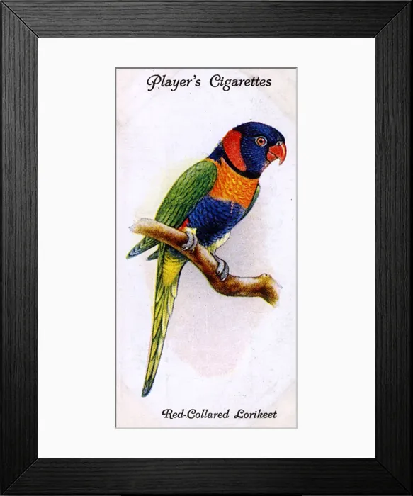 Framed Print : Red-Collared Lorikeet Framed Print : Red-Collared Lorikeet