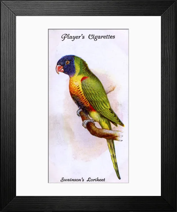 Framed Print : Swainsons Lorikeet Framed Print : Swainsons Lorikeet