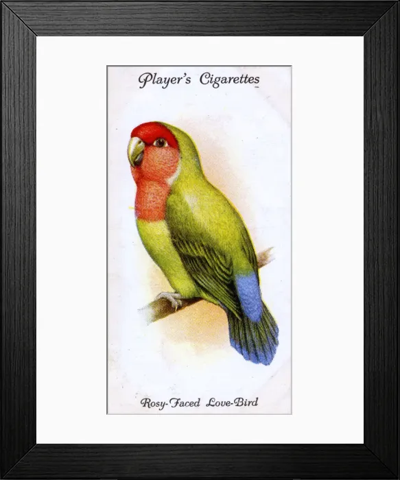 Framed Print : Rosy-Faced or Peach-Faced Love-Bird Framed Print : Rosy-Faced or Peach-Faced Love-Bird