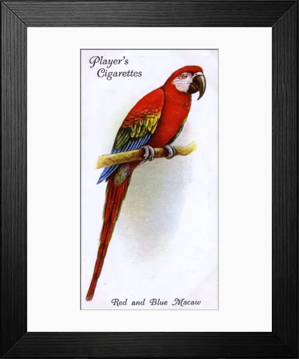 Framed Print : Red and Blue Macaw Framed Print : Red and Blue Macaw