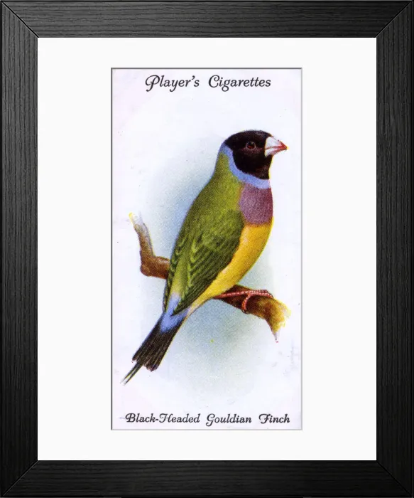 Framed Print : Black-Headed Gouldian Finch Framed Print : Black-Headed Gouldian Finch