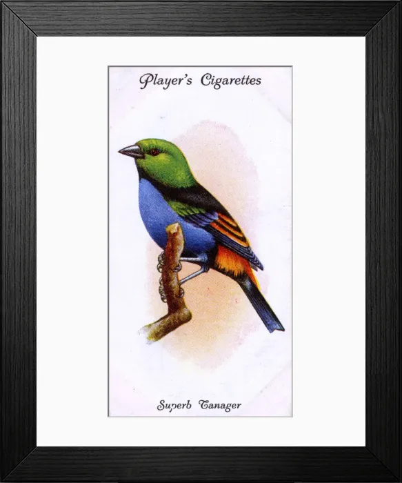 Framed Print : Superb Tanager Framed Print : Superb Tanager