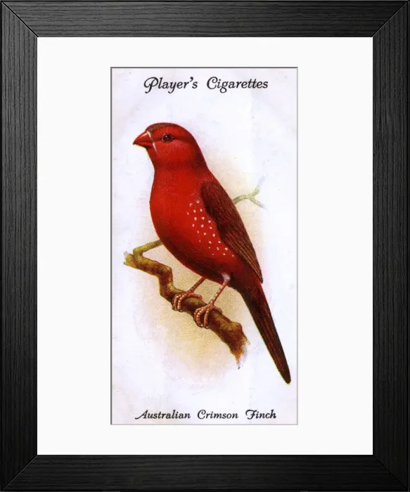 Framed Print : Australian Crimson Finch Framed Print : Australian Crimson Finch