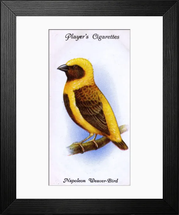 Framed Print : Napoleon Weaver-Bird Framed Print : Napoleon Weaver-Bird