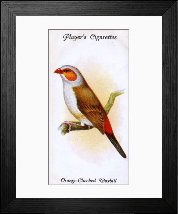 Framed Print : Orange-Cheeked Waxbill Framed Print : Orange-Cheeked Waxbill