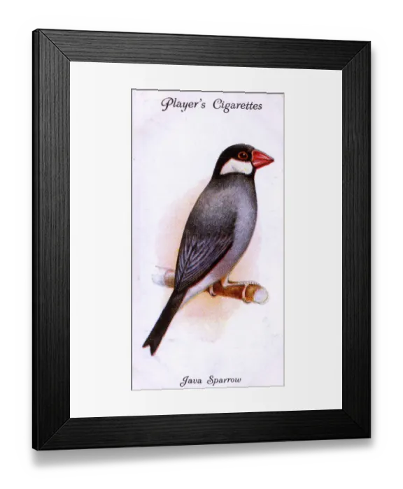 Framed Print : Java Sparrow