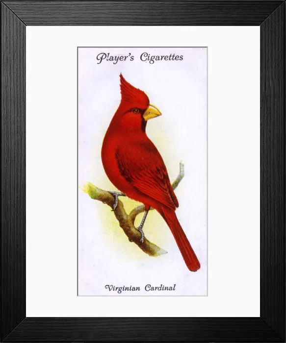 Framed Print : Virginian Cardinal Framed Print : Virginian Cardinal