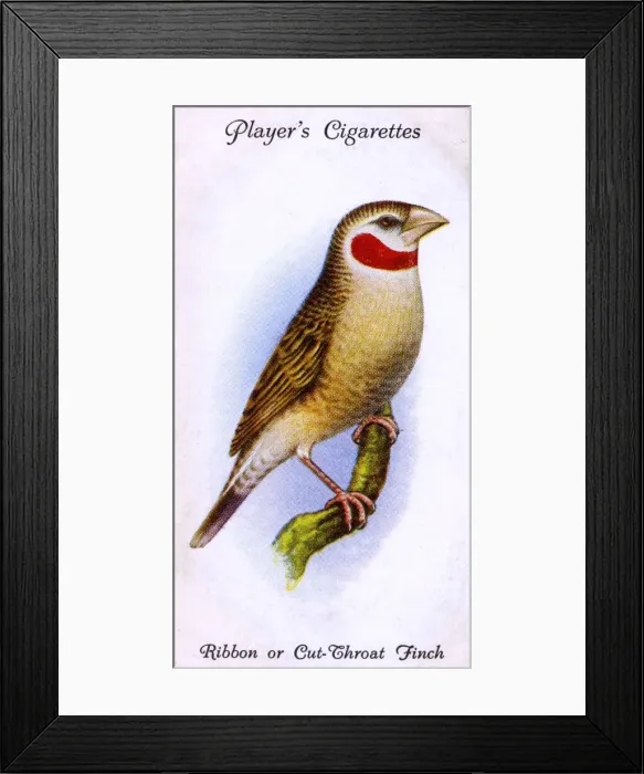 Framed Print : Ribbon or Cut-Throat Finch Framed Print : Ribbon or Cut-Throat Finch