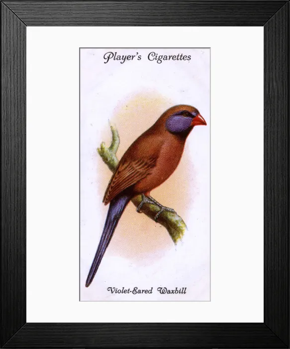 Framed Print : Violet-Eared Waxbill Framed Print : Violet-Eared Waxbill