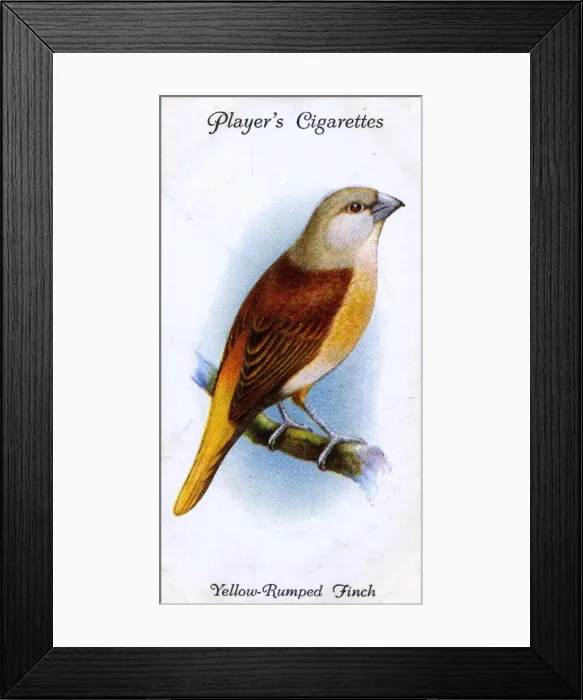 Framed Print : Yellow-Rumped Finch Framed Print : Yellow-Rumped Finch