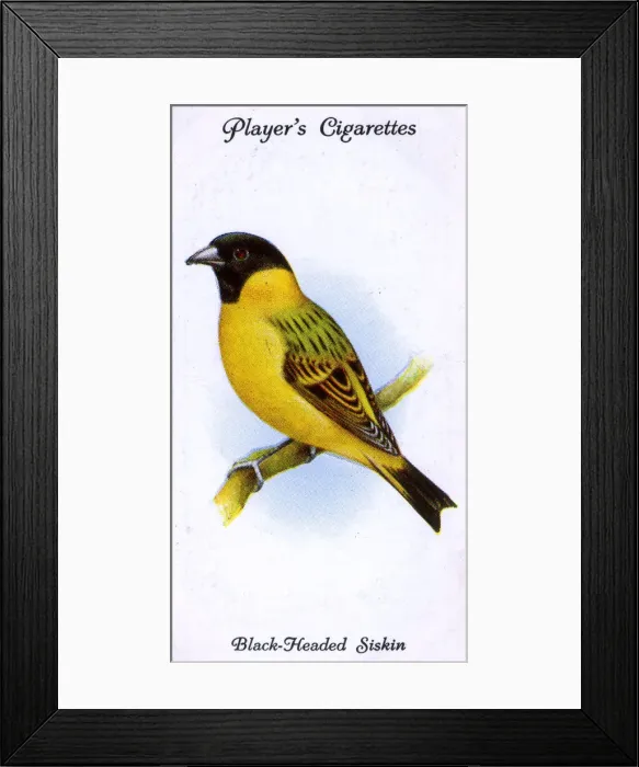 Framed Print : Black-Headed Siskin Framed Print : Black-Headed Siskin