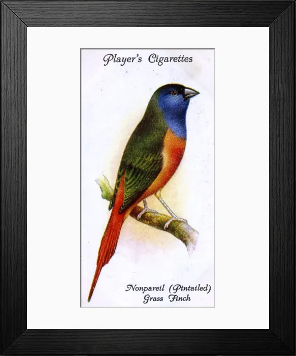Framed Print : Nonpareil (Pintailed) Grass Finch Framed Print : Nonpareil (Pintailed) Grass Finch