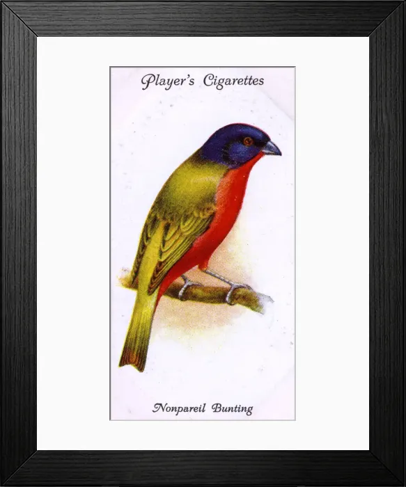 Framed Print : Nonpareil Bunting Framed Print : Nonpareil Bunting