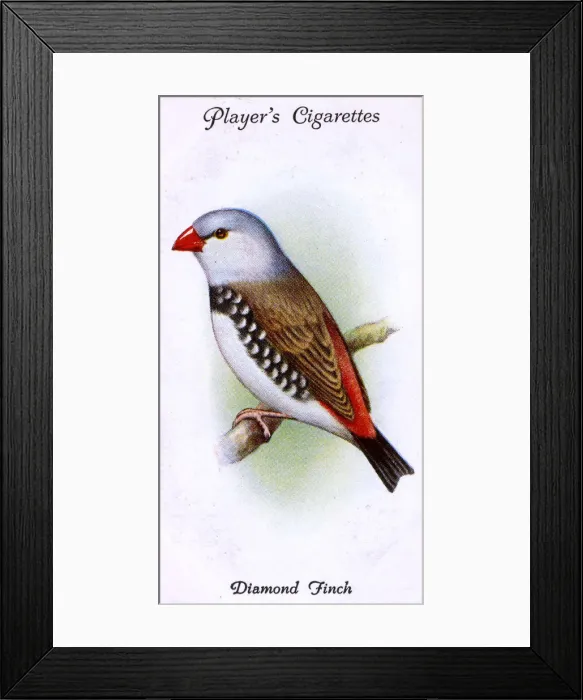 Framed Print : Diamond Finch Framed Print : Diamond Finch