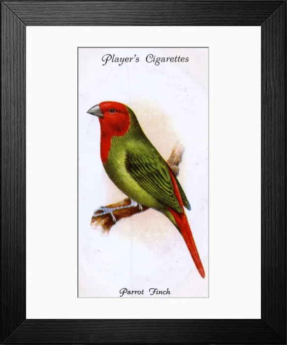 Framed Print : Parrot Finch Framed Print : Parrot Finch