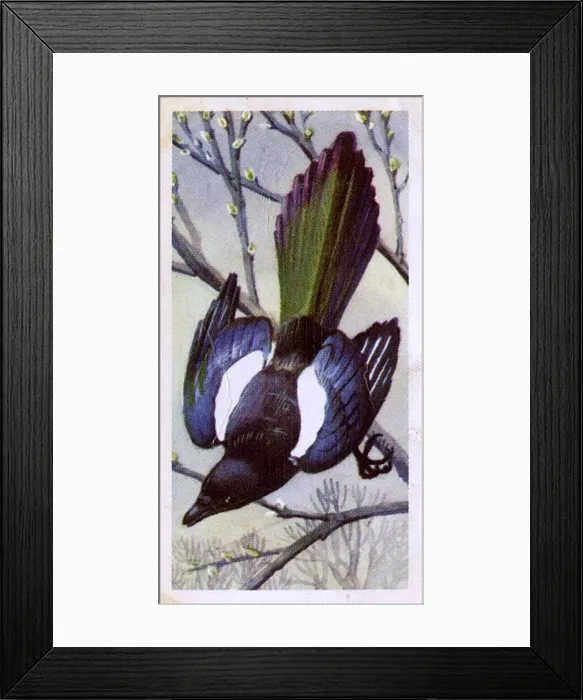 Framed Print : Magpie. Date: 1957 Framed Print : Magpie. Date: 1957
