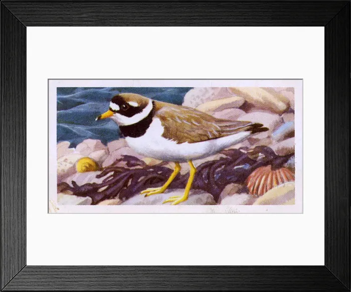 Framed Print : Ringed Plover Framed Print : Ringed Plover