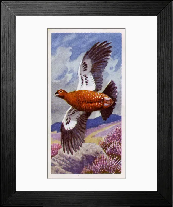 Framed Print : Red Grouse in flight Framed Print : Red Grouse in flight