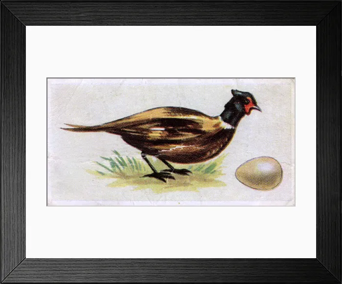 Framed Print : Pheasant. Date: 1959 Framed Print : Pheasant. Date: 1959