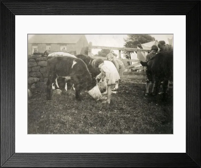 Framed Print : Children feeding calves on a farm Framed Print : Children feeding calves on a farm