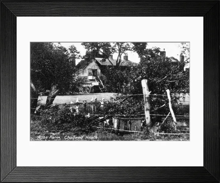 Framed Print : Rose Farm, Chadwell Heath, Romford, Essex Framed Print : Rose Farm, Chadwell Heath, Romford, Essex