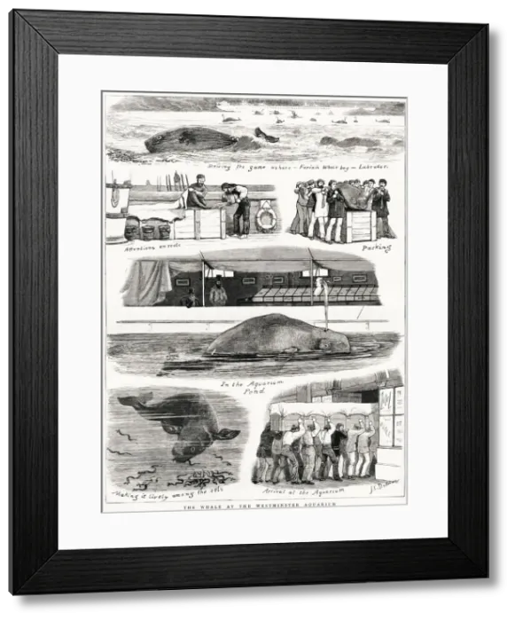 Framed Print : The Whale at the Westminster Aquarium Framed Print : The Whale at the Westminster Aquarium