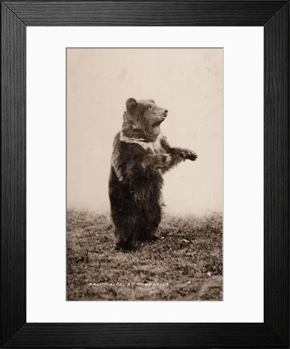 Framed Print : Bruin Alex the Bear, Wombwells Menagerie Framed Print : Bruin Alex the Bear, Wombwells Menagerie
