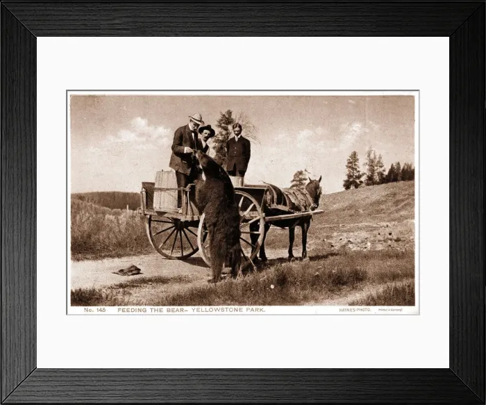Framed Print : Feeding a bear, Yellowstone National Park, USA Framed Print : Feeding a bear, Yellowstone National Park, USA