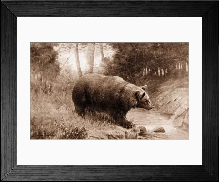 Framed Print : Brown bear in the wild Framed Print : Brown bear in the wild