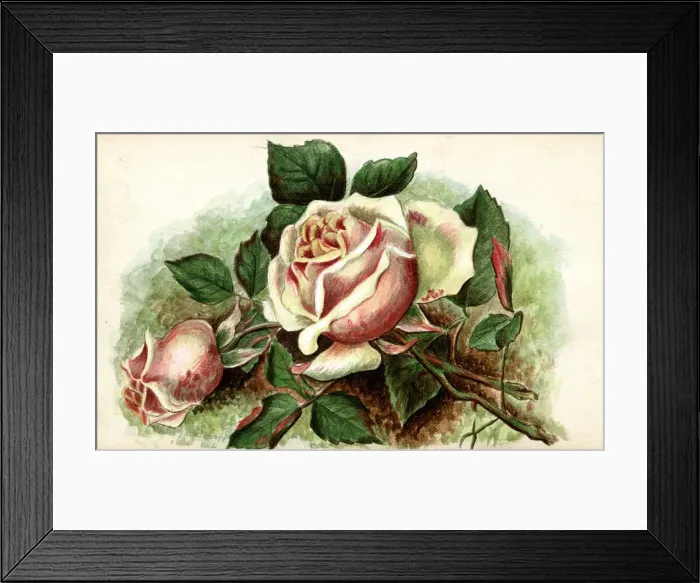 Framed Print : Artwork by Florence Auerbach, pink roses Framed Print : Artwork by Florence Auerbach, pink roses