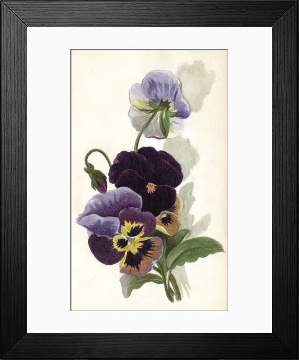 Framed Print : Artwork by Florence Auerbach, variegated pansies Framed Print : Artwork by Florence Auerbach, variegated pansies