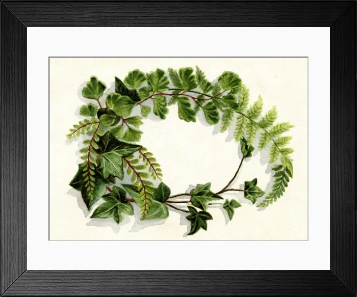 Framed Print : Artwork by Florence Auerbach, spray of green leaves Framed Print : Artwork by Florence Auerbach, spray of green leaves