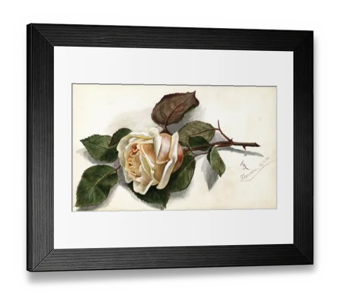 Framed Print : Artwork by Florence Auerbach, peach-coloured rose Framed Print : Artwork by Florence Auerbach, peach-coloured rose