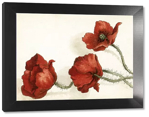Artwork by Florence Auerbach, three red poppies