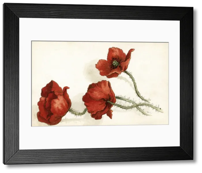 Framed Print : Artwork by Florence Auerbach, three red poppies Framed Print : Artwork by Florence Auerbach, three red poppies