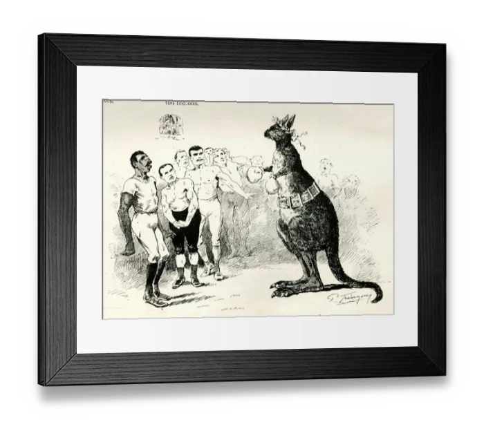 Framed Print : Cartoon, Boxing Kangaroo, What is the profession coming to? Framed Print : Cartoon, Boxing Kangaroo, What is the profession coming to?