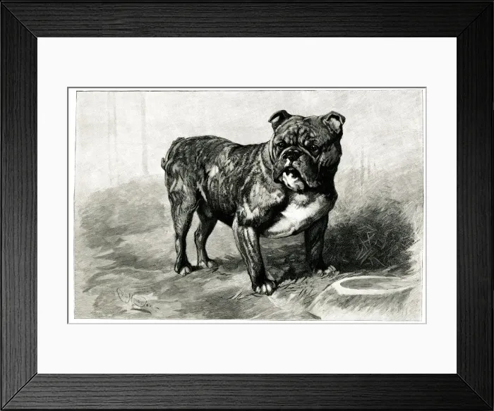 Framed Print : Dockleaf, highest price paid for a bulldog Framed Print : Dockleaf, highest price paid for a bulldog