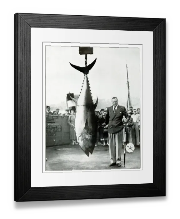 Framed Print : Tunny caught bys G Bassett, September 1937 Framed Print : Tunny caught bys G Bassett, September 1937