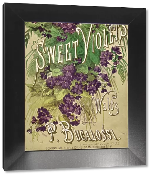 Music cover, Sweet Violets Waltz, by P Bucalossi