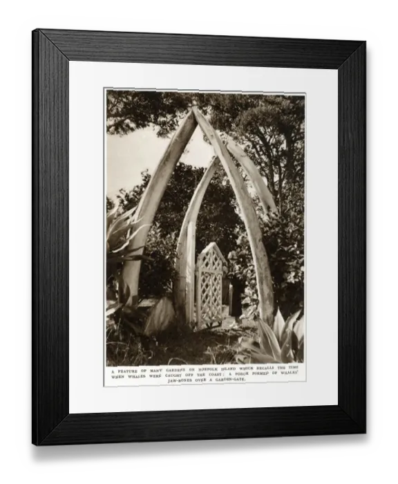 Framed Print : Norfolk Island garden with whale bones, 1939 Framed Print : Norfolk Island garden with whale bones, 1939