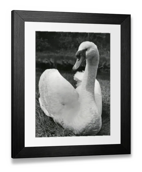 Framed Print : A swan sitting on its nest, Cornwall