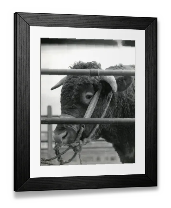 Framed Print : Bull for sale at Newton Abbot Livestock Market, Devon Framed Print : Bull for sale at Newton Abbot Livestock Market, Devon
