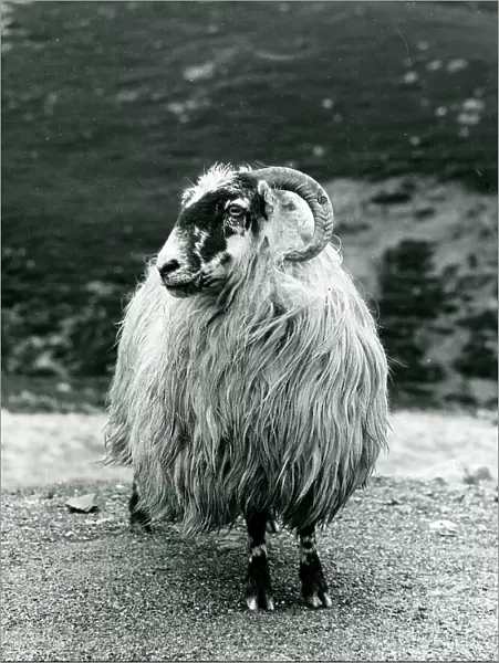 Sheep with curved horns and thick woolly coat