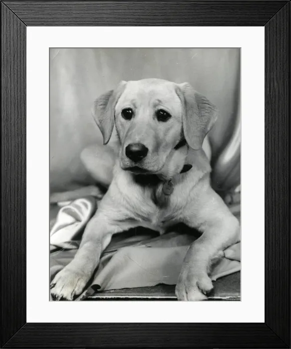 Framed Print : Portrait of a Labrador puppy Framed Print : Portrait of a Labrador puppy