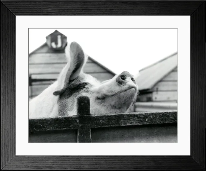 Framed Print : Close-up portrait of a smiling pig Framed Print : Close-up portrait of a smiling pig