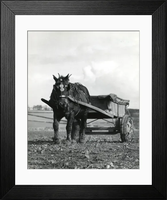 Framed Print : Horse and cart in a field, Roseland, Cornwall Framed Print : Horse and cart in a field, Roseland, Cornwall